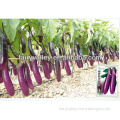Chinese Academy of Agricultural Sciences Researched Purple Red Long Eggplant Seeds